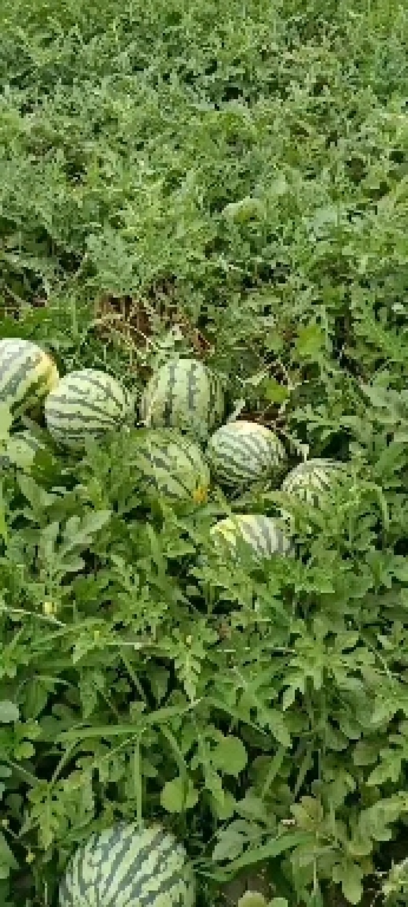 【湖北，宜城美都】（金城5双红壤）西瓜基地，品种齐全，。