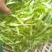 千屈菜绿化优选品种，易成活，无病虫害，多年宿根，裸根杯苗