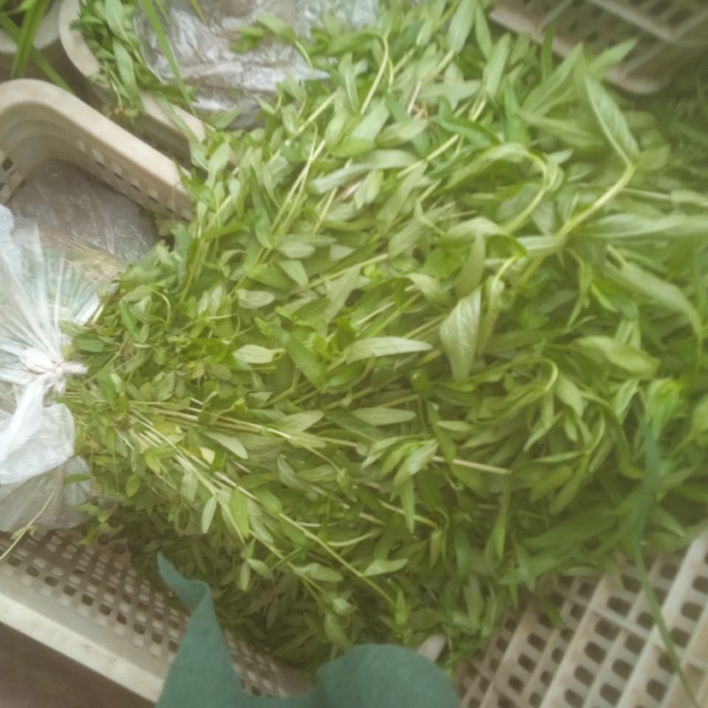 千屈菜绿化优选品种，易成活，无病虫害，多年宿根，裸根杯苗