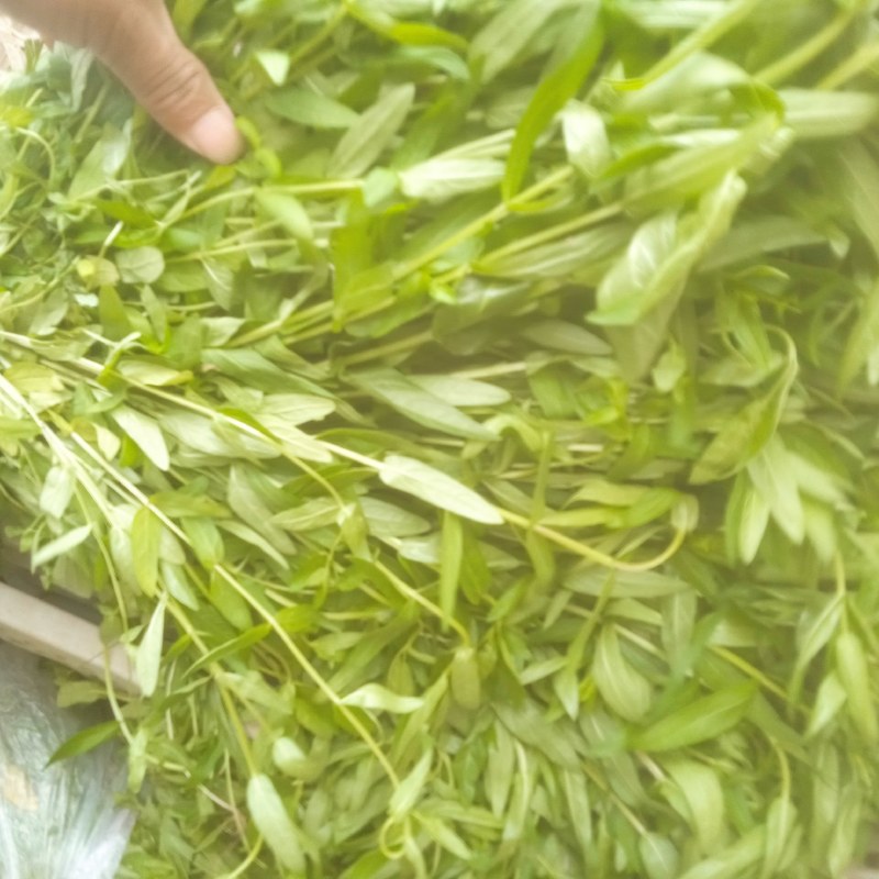 千屈菜绿化优选品种，易成活，无病虫害，多年宿根，裸根杯苗