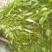 千屈菜绿化优选品种，易成活，无病虫害，多年宿根，裸根杯苗