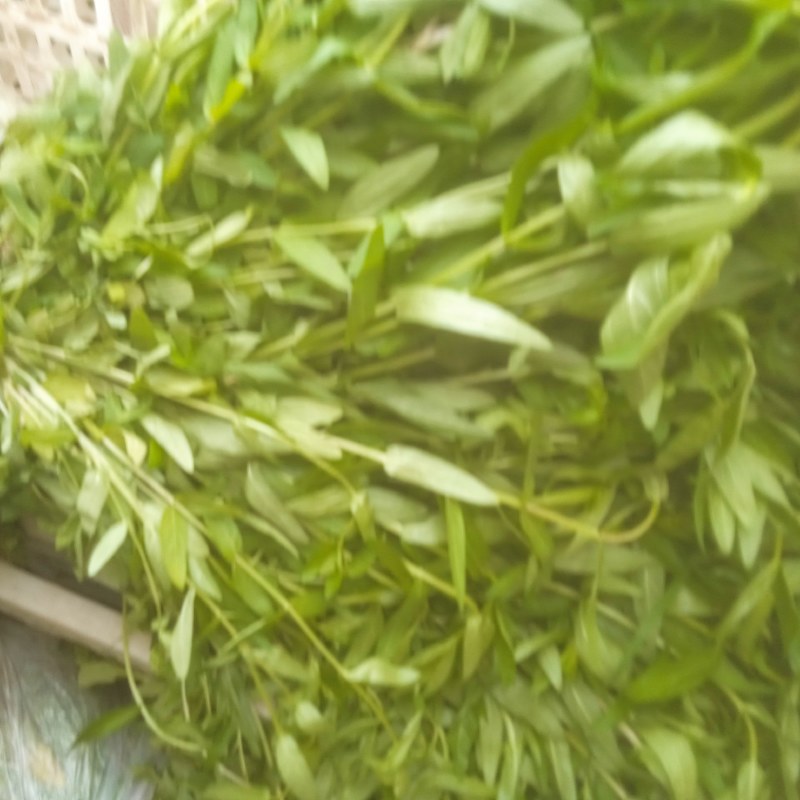 千屈菜绿化优选品种，易成活，无病虫害，多年宿根，裸根杯苗