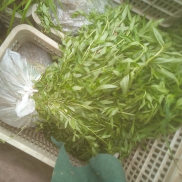 千屈菜绿化优选品种，易成活，无病虫害，多年宿根，裸根杯苗