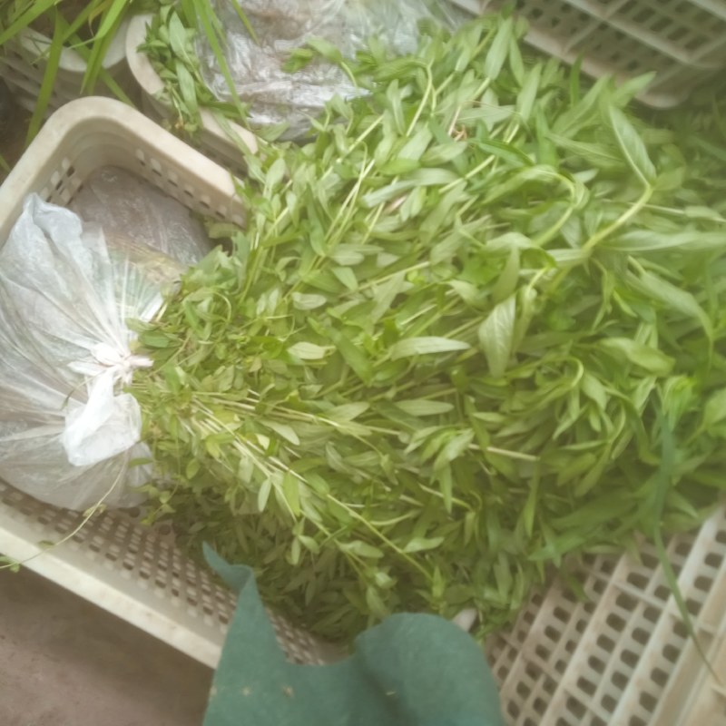 千屈菜绿化优选品种，易成活，无病虫害，多年宿根，裸根杯苗