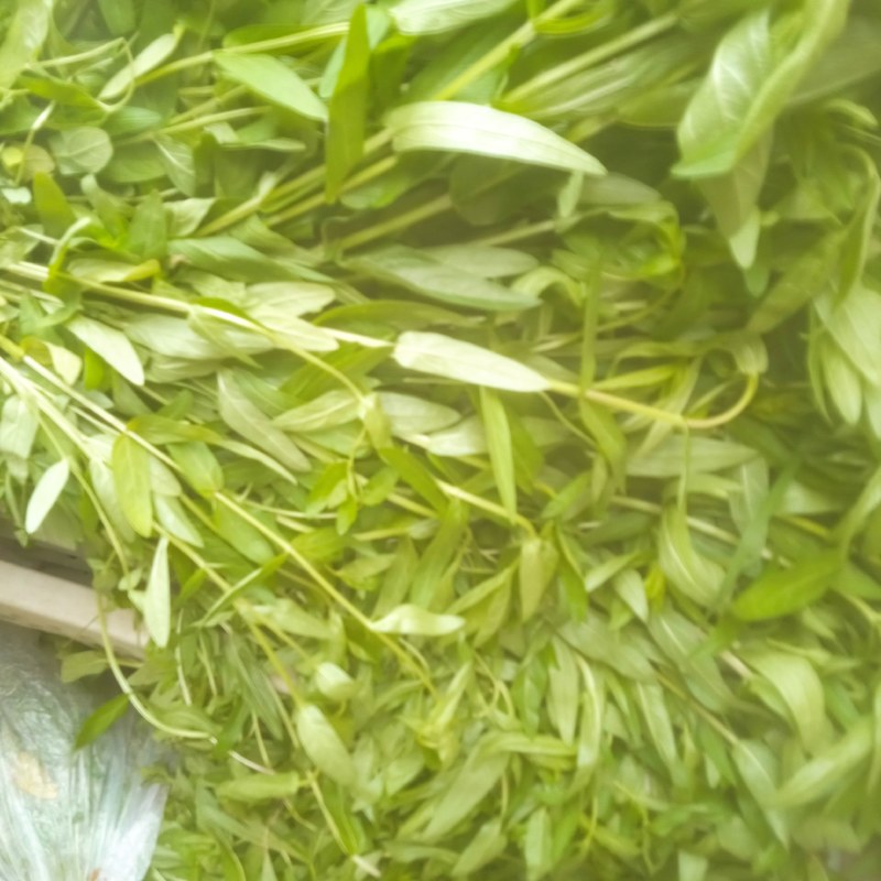 千屈菜绿化优选品种，易成活，无病虫害，多年宿根，裸根杯苗