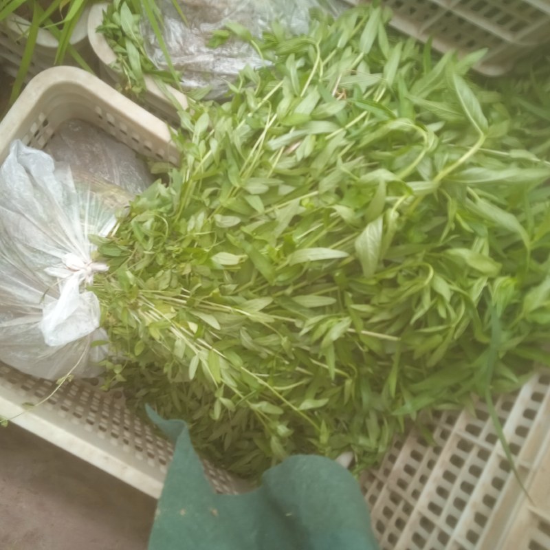 千屈菜绿化优选品种，易成活，无病虫害，多年宿根，裸根杯苗