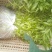 千屈菜绿化优选品种，易成活，无病虫害，多年宿根，裸根杯苗
