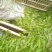 千屈菜绿化优选品种，易成活，无病虫害，多年宿根，裸根杯苗