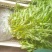 千屈菜绿化优选品种，易成活，无病虫害，多年宿根，裸根杯苗