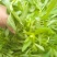 千屈菜绿化优选品种，易成活，无病虫害，多年宿根，裸根杯苗