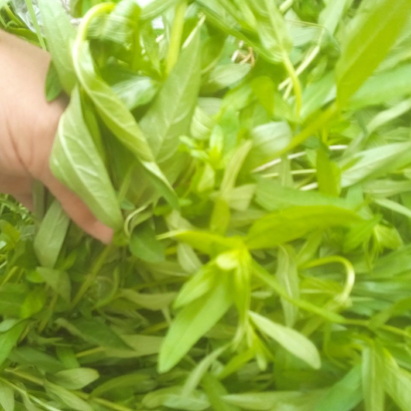 千屈菜绿化优选品种，易成活，无病虫害，多年宿根，裸根杯苗