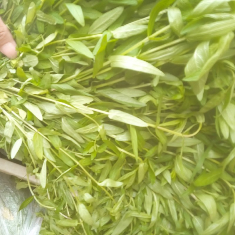 千屈菜绿化优选品种，易成活，无病虫害，多年宿根，裸根杯苗