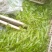千屈菜绿化优选品种，易成活，无病虫害，多年宿根，裸根杯苗