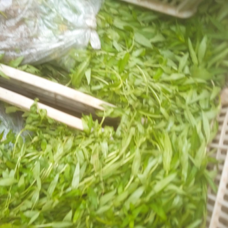 千屈菜绿化优选品种，易成活，无病虫害，多年宿根，裸根杯苗