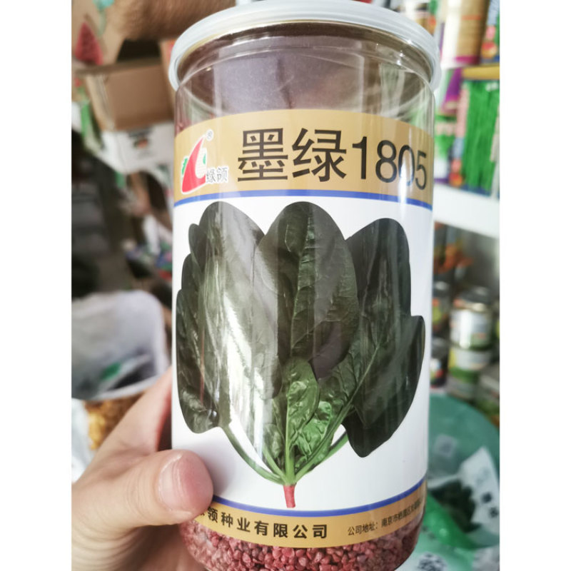 墨绿1805菠菜种子耐寒抗病黑圆叶直立菠菜种600克原装