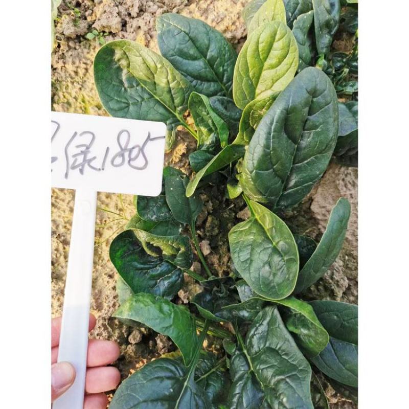 墨绿1805菠菜种子耐寒抗病黑圆叶直立菠菜种600克原装