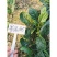 墨绿1805菠菜种子耐寒抗病黑圆叶直立菠菜种600克原装