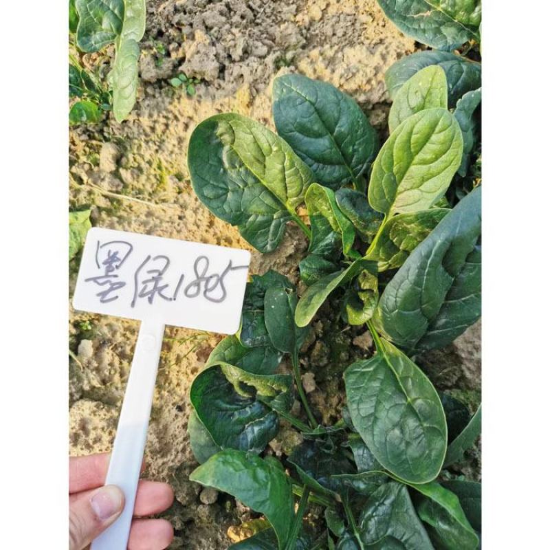 墨绿1805菠菜种子耐寒抗病黑圆叶直立菠菜种600克原装
