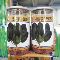 墨绿1805菠菜种子耐寒抗病黑圆叶直立菠菜种600克原装