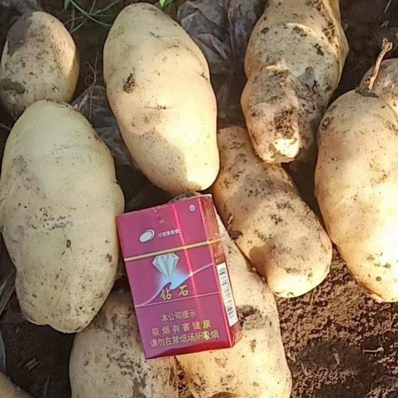 新乐市，土豆基地，多个品种