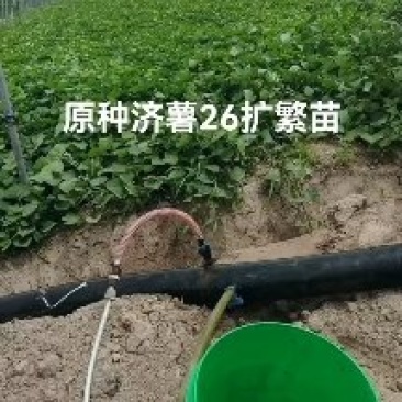 山东红薯苗德州济薯26扩繁苗产地直发一手货源欢迎来电咨询