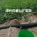 山东红薯苗德州济薯26扩繁苗产地直发一手货源欢迎来电咨询