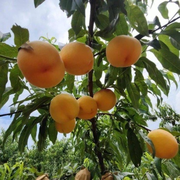 套袋黄金蜜黄桃