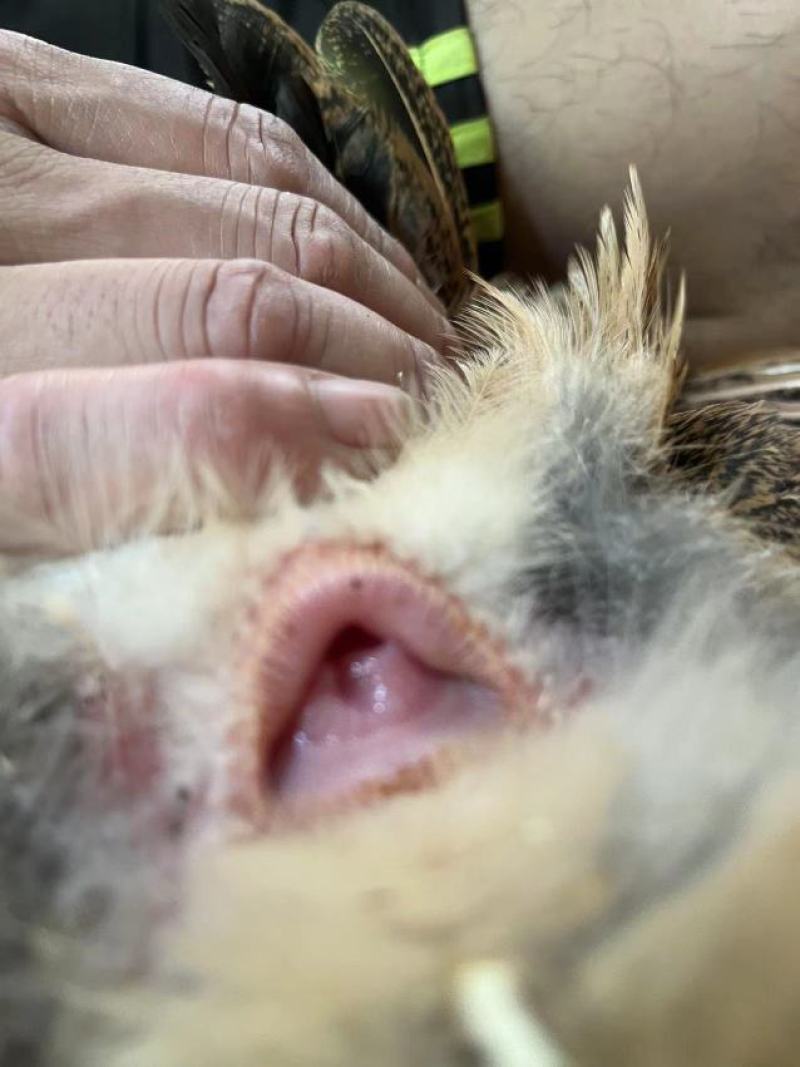 潲水老水土鸡155日以上