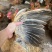 潲水老水土鸡155日以上