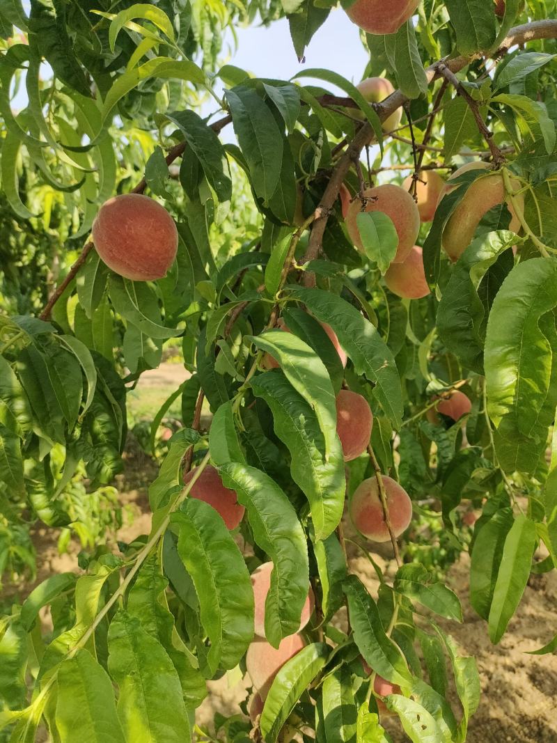 蜜桃基地的水蜜桃