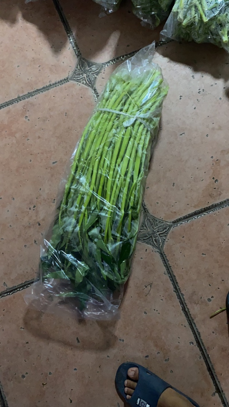 地标产品博白空心菜火热上市需要的老总速来订购！
