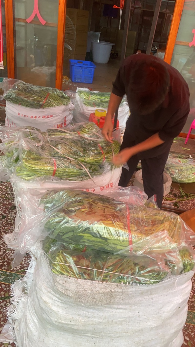 地标产品博白空心菜火热上市需要的老总速来订购！