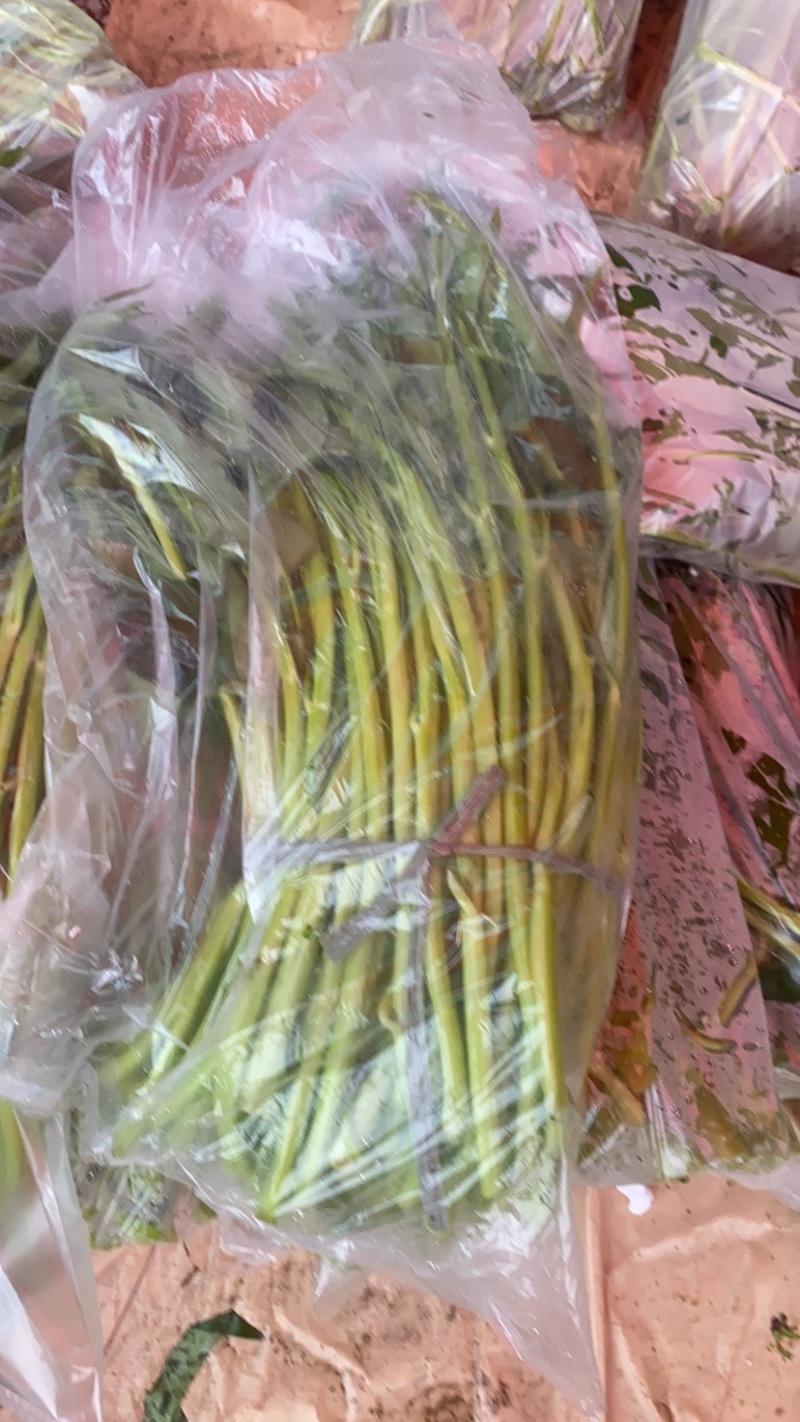 地标产品博白空心菜火热上市需要的老总速来订购！