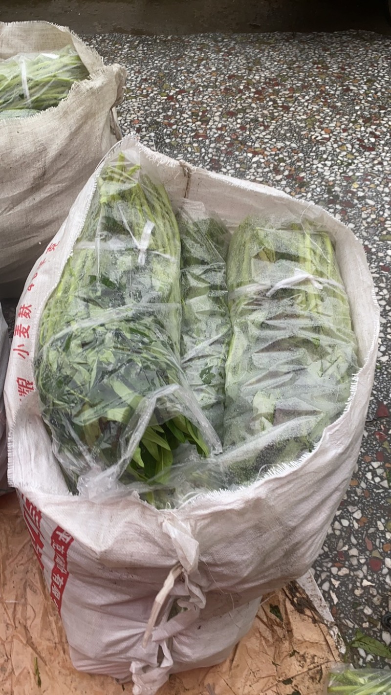 地标产品博白空心菜火热上市需要的老总速来订购！