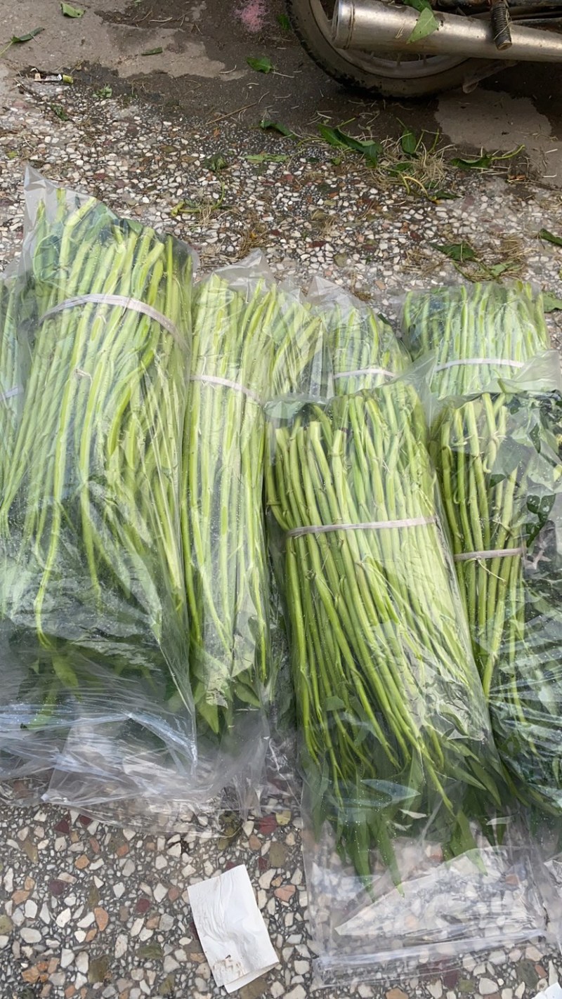 地标产品博白空心菜火热上市需要的老总速来订购！
