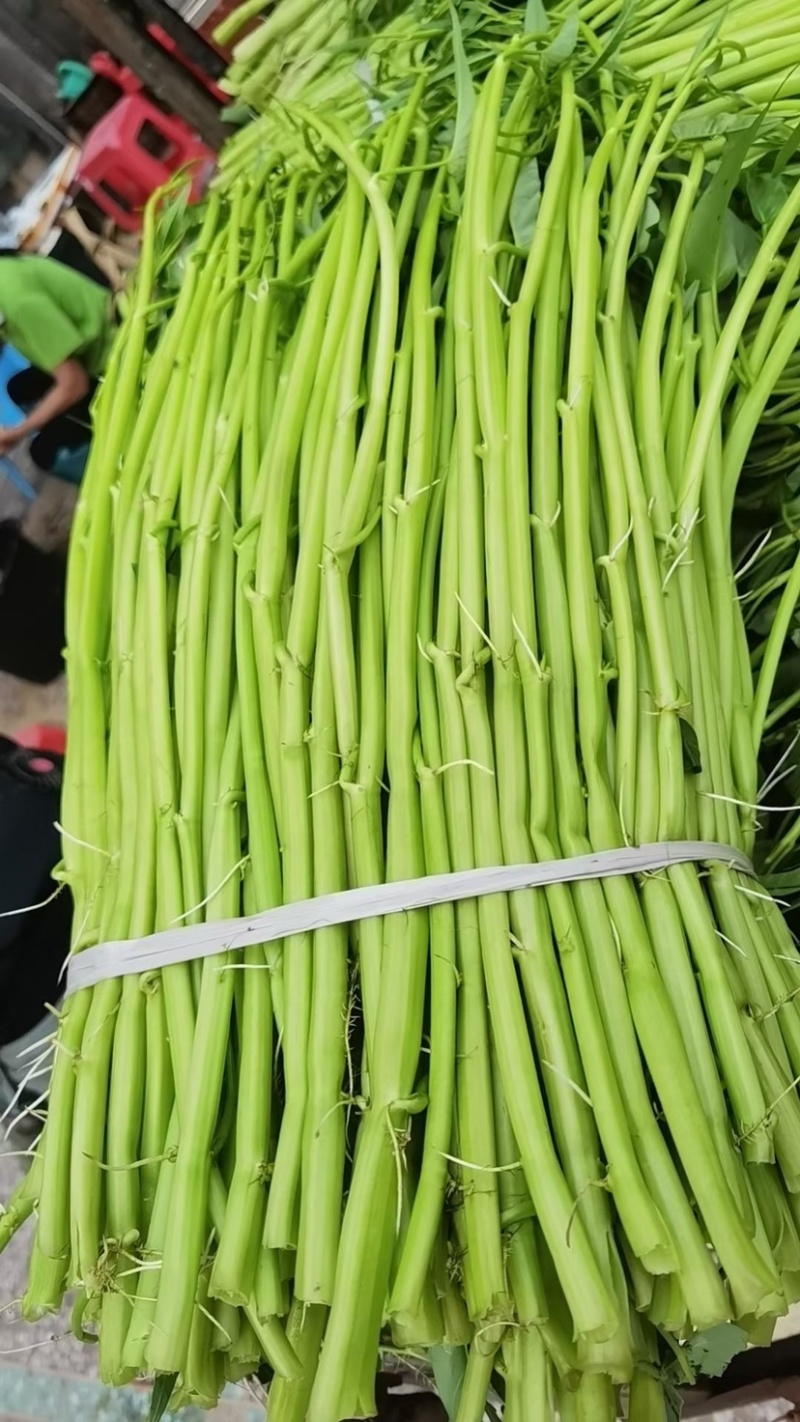 地标产品博白空心菜火热上市需要的老总速来订购！