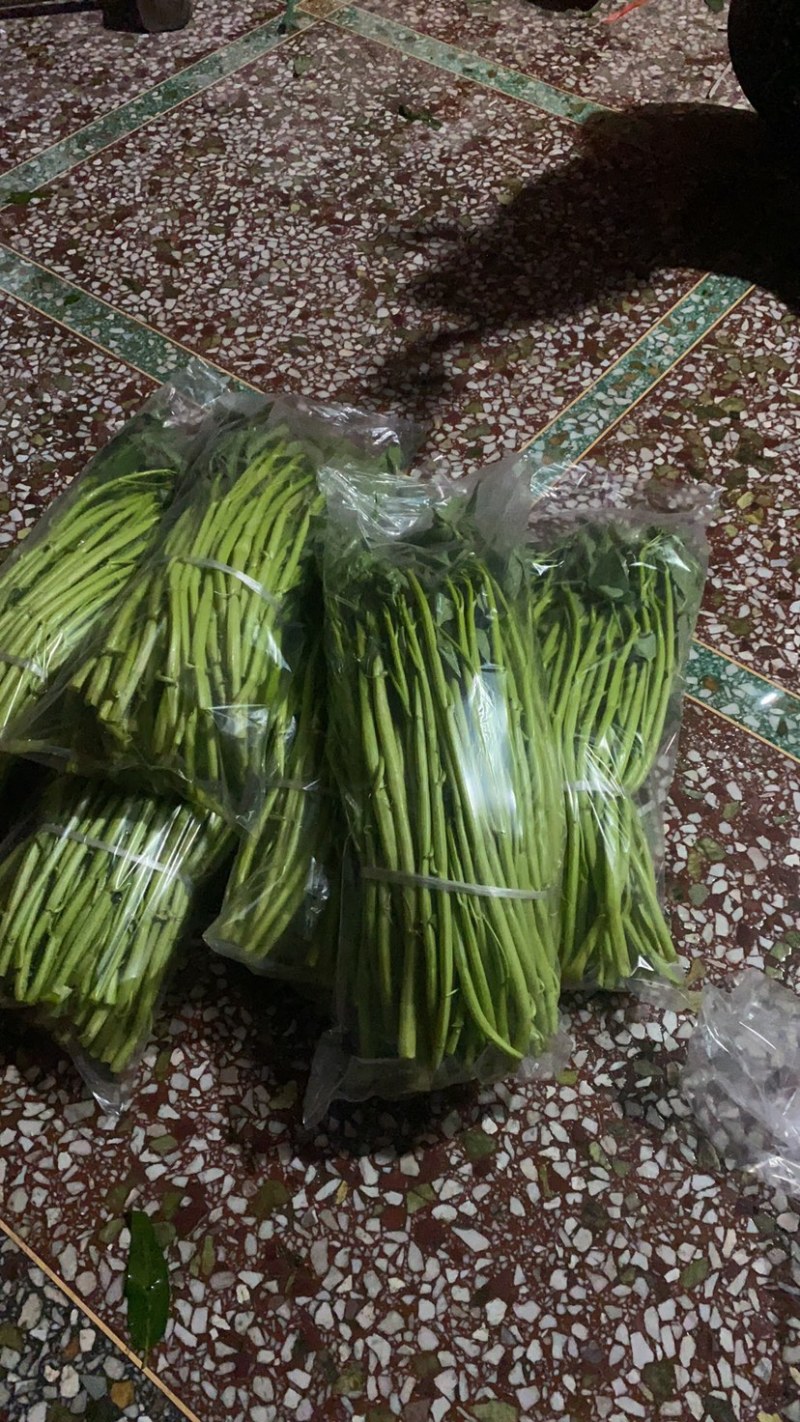 地标产品博白空心菜火热上市需要的老总速来订购！