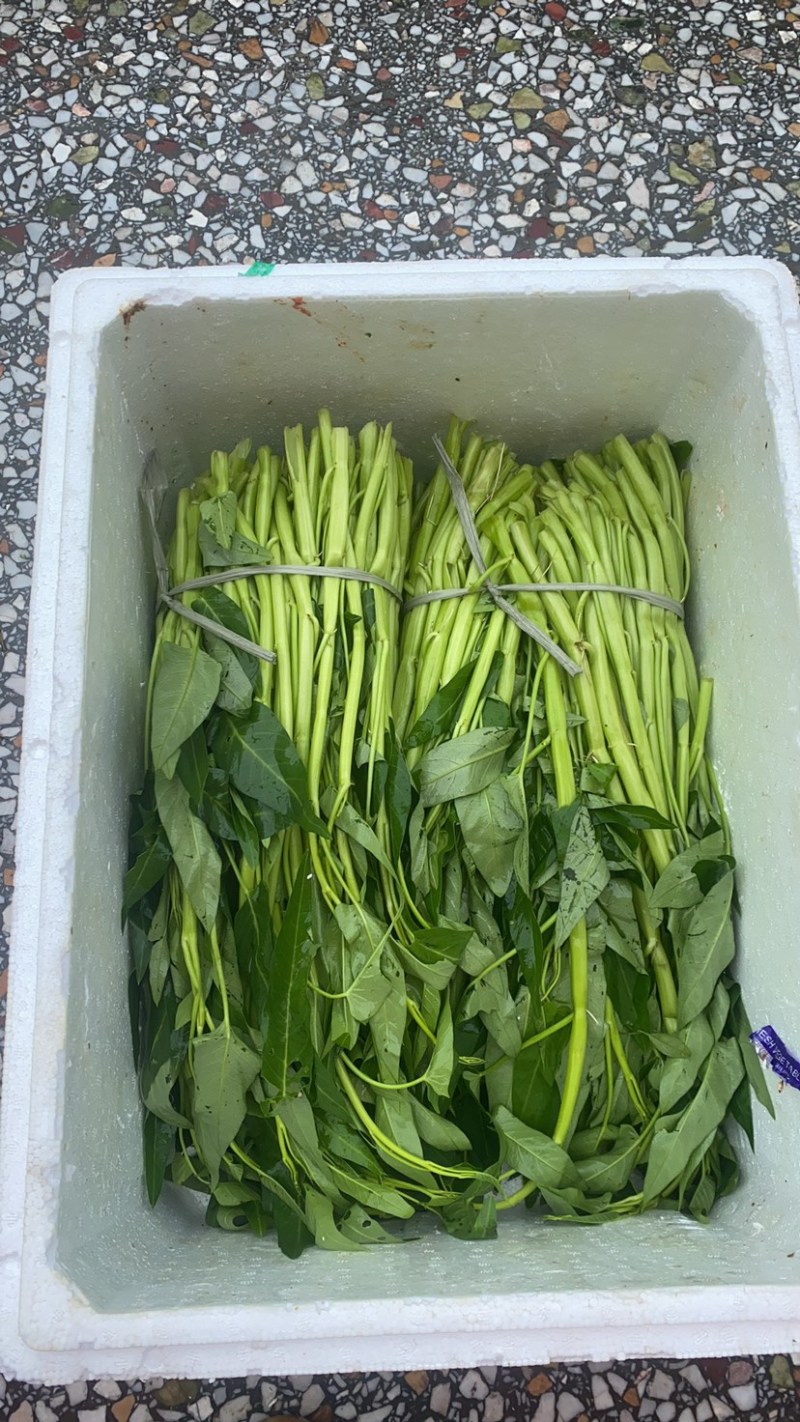 地标产品博白空心菜火热上市需要的老总速来订购！