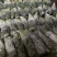 地标产品博白空心菜火热上市需要的老总速来订购！