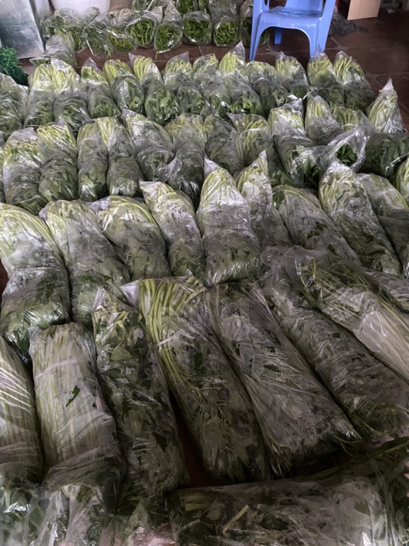 地标产品博白空心菜火热上市需要的老总速来订购！