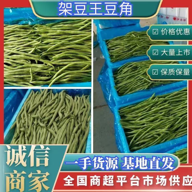 无筋豆豆王豆角精品豆王甘肃豆王无丝豆四季豆