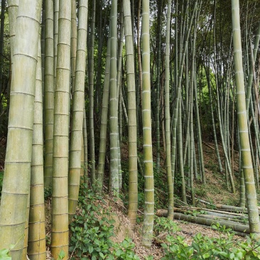 楠竹