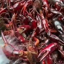 大闸蟹龙虾一手货源产地直销