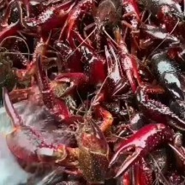 大闸蟹龙虾一手货源产地直销