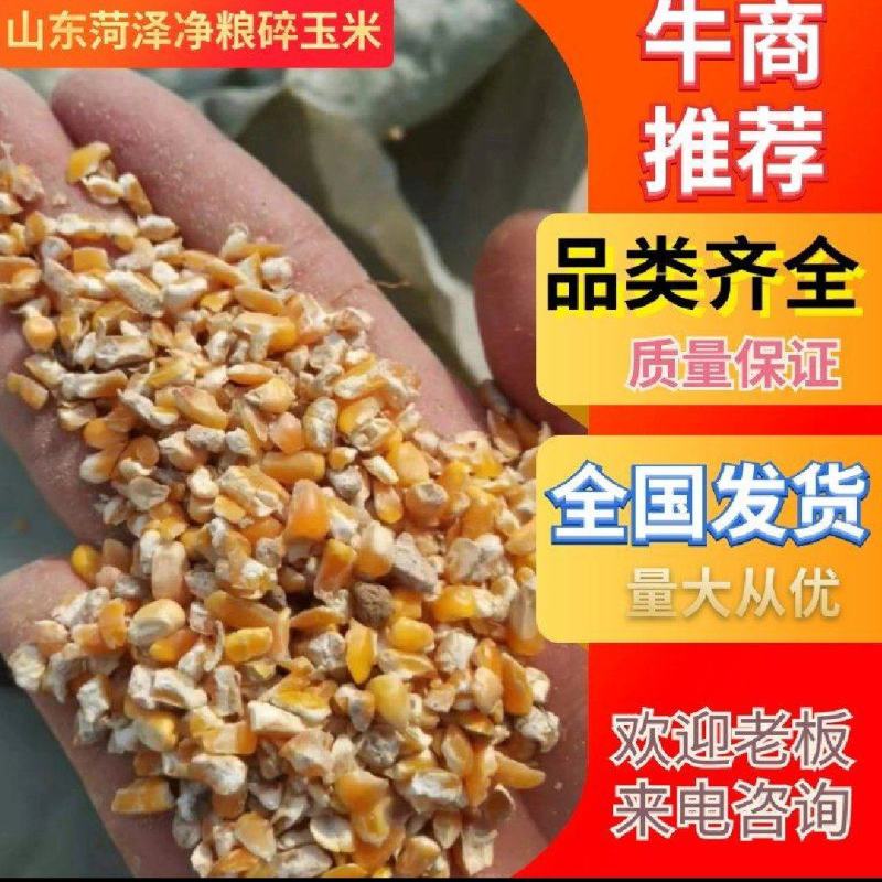 净粮碎玉米（毛粮碎玉米）大量现货全国发货