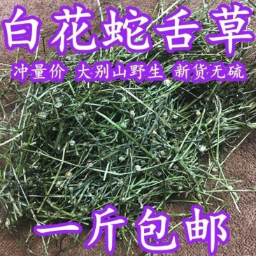 正品白花蛇舌草中药材包邮