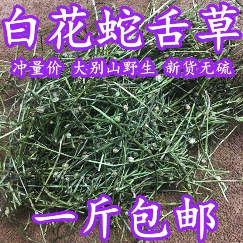 正品白花蛇舌草中药材包邮