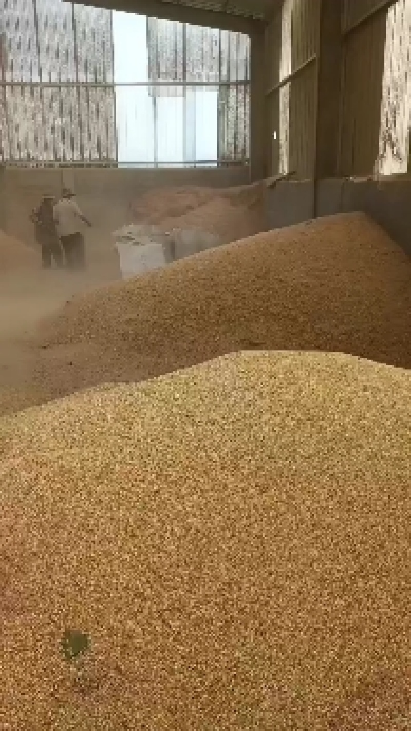净粮碎玉米（毛粮碎玉米）大量现货全国发货