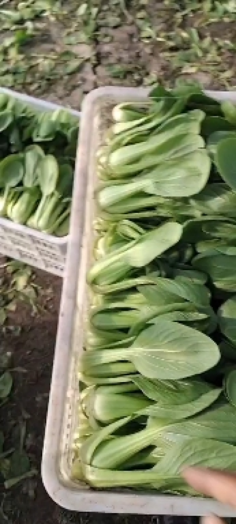 【热卖推荐】精品上海青常年供应质量保证一手货源全国发货