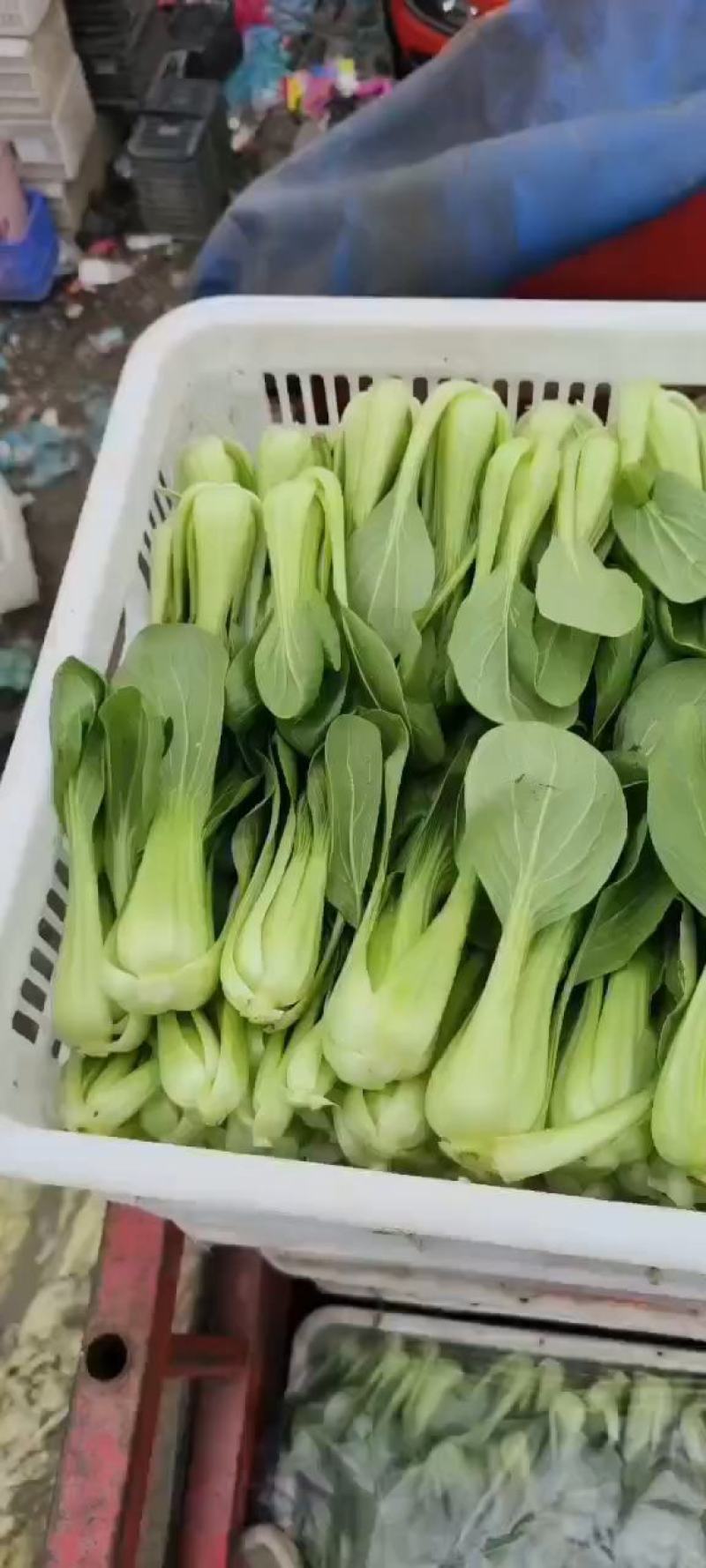 【热卖推荐】精品上海青常年供应质量保证一手货源全国发货